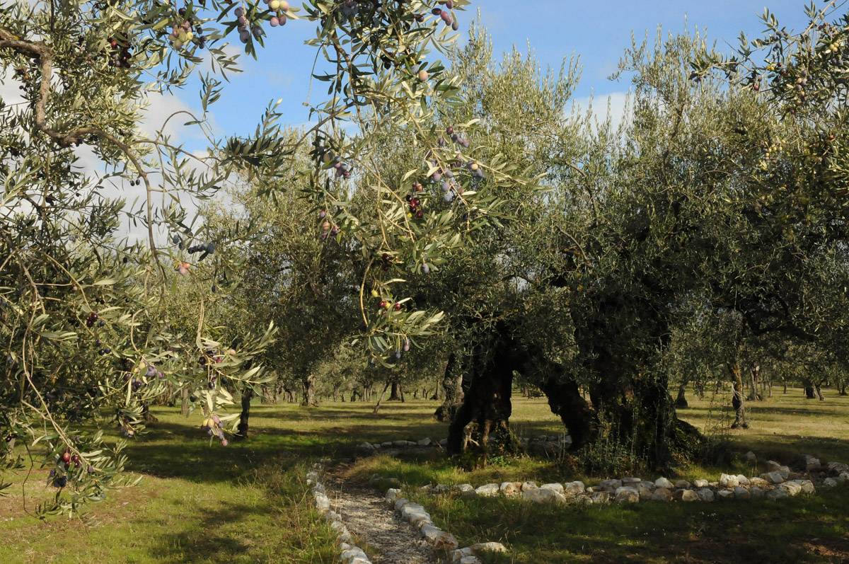 Ulivo millenario di Macciano
