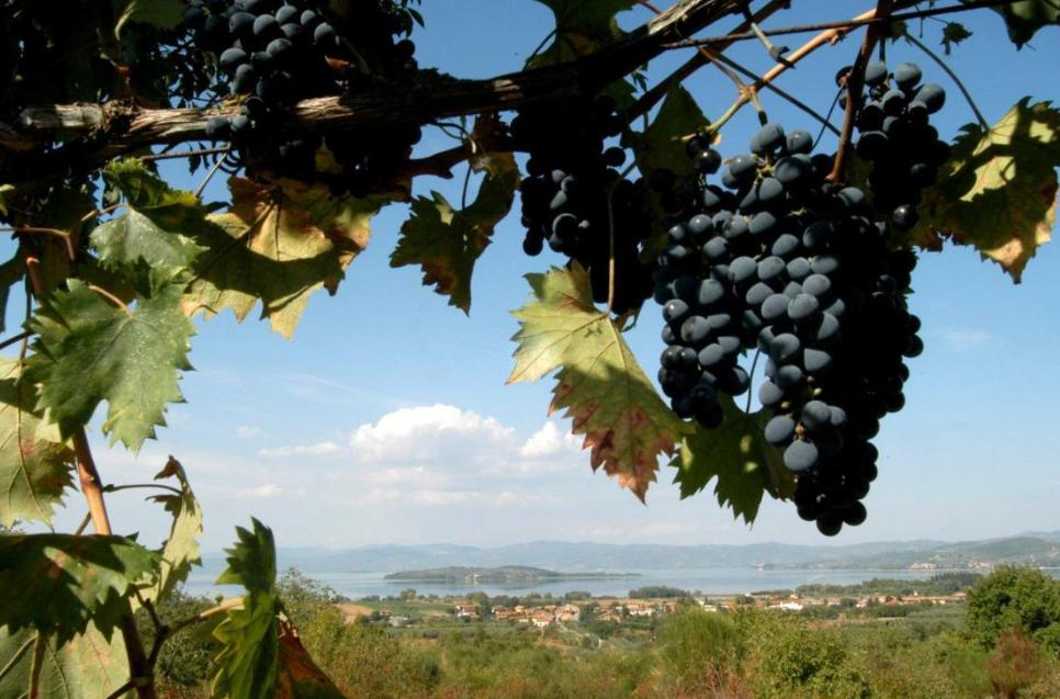 Uve gamay al lago Trasimeno 2