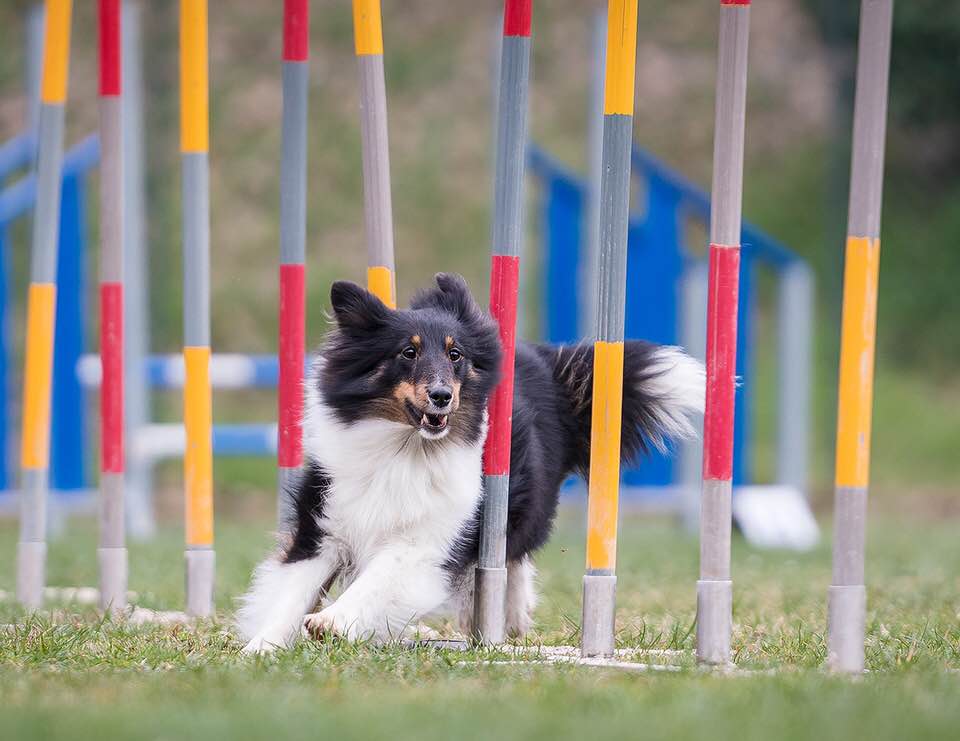 agility 2