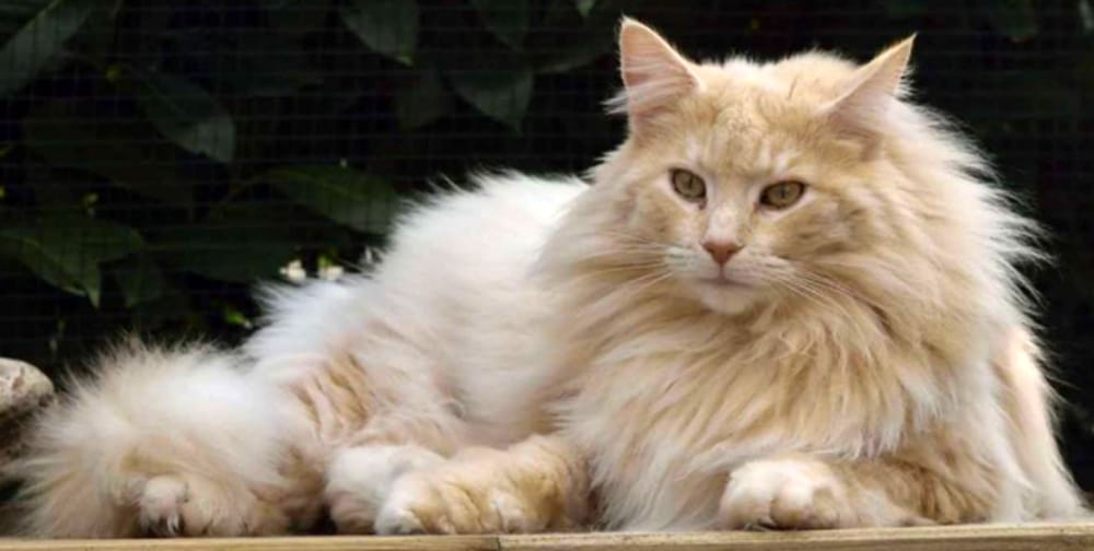 Perugia Pet Img2
