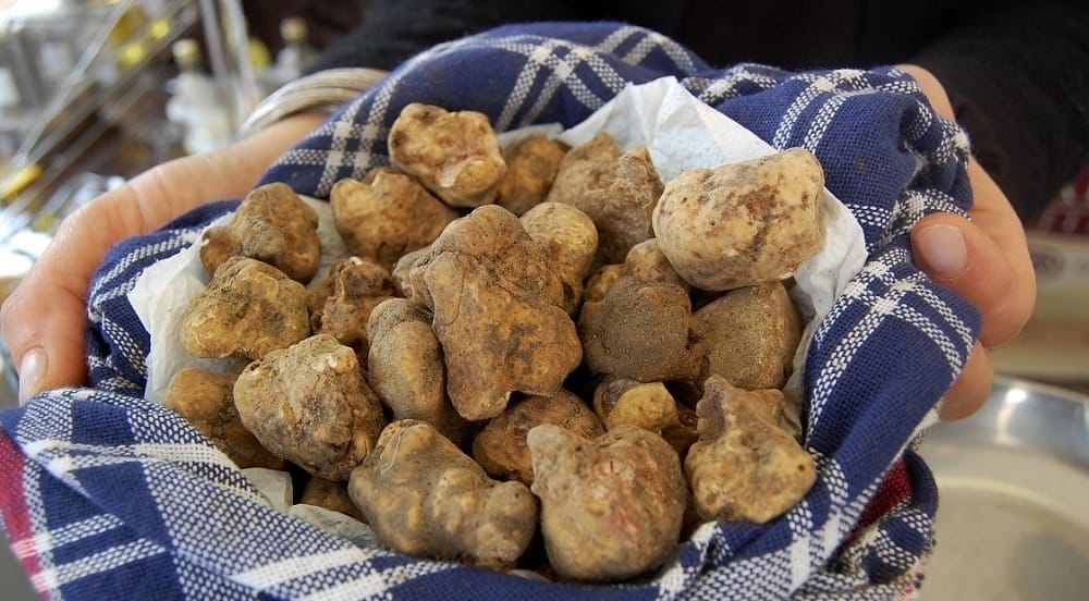 Pietralunga tartufo 2