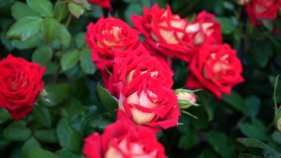2 giorni delle rose 2019