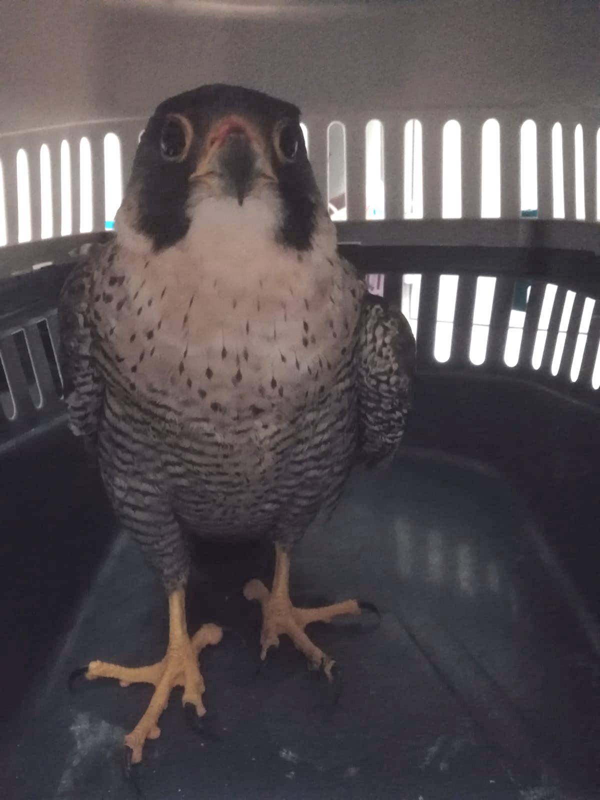 Falcosalvato