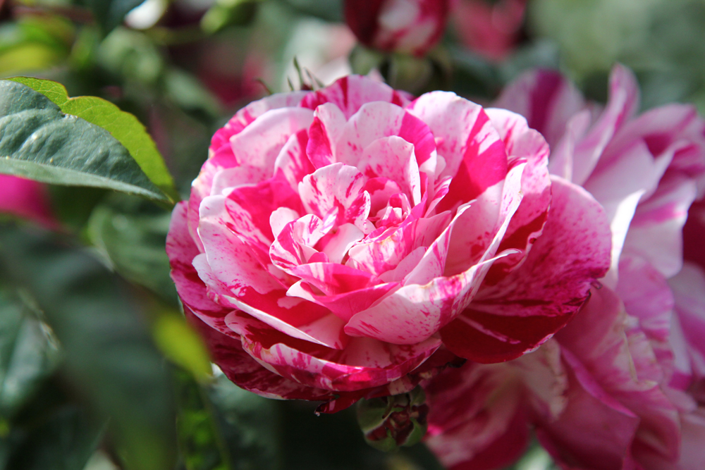 Flower Show 2