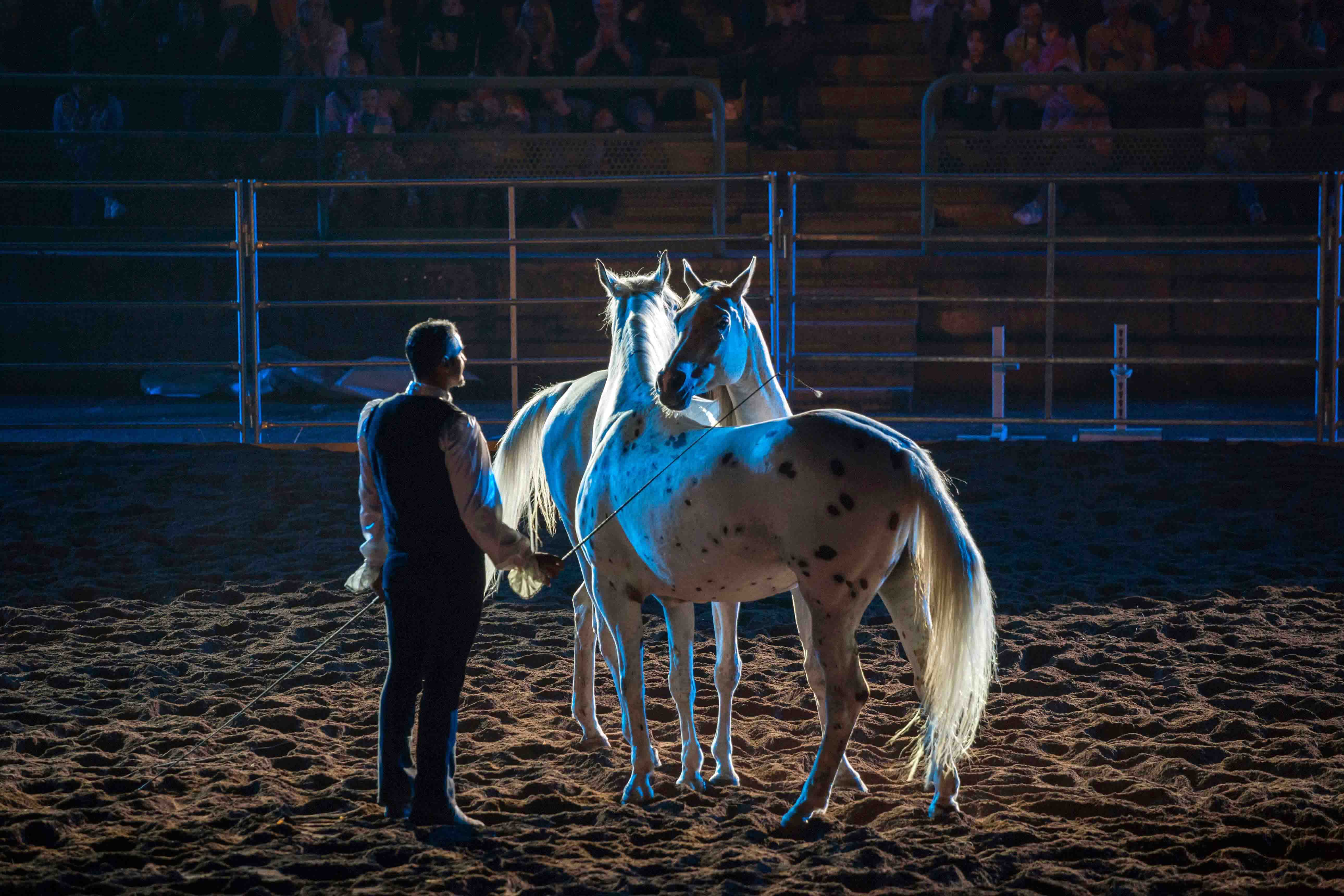 Gala Equestre 91