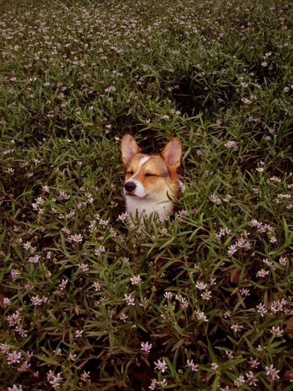 la voce dei cani