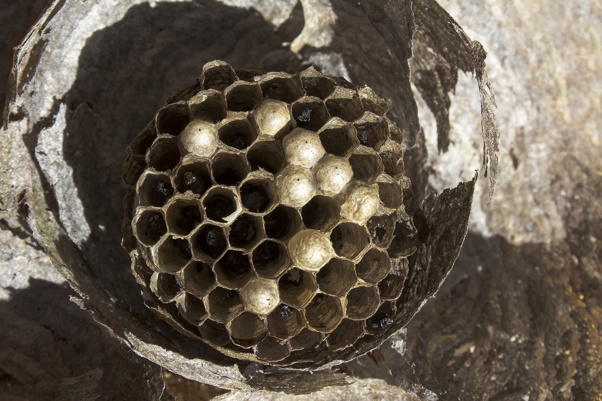 the hive 3724761 1920