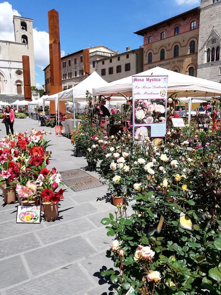 todifiorita2