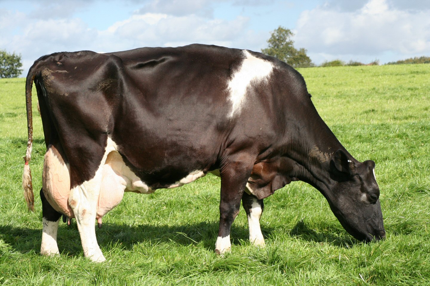 cow