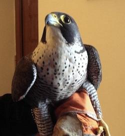 falco1