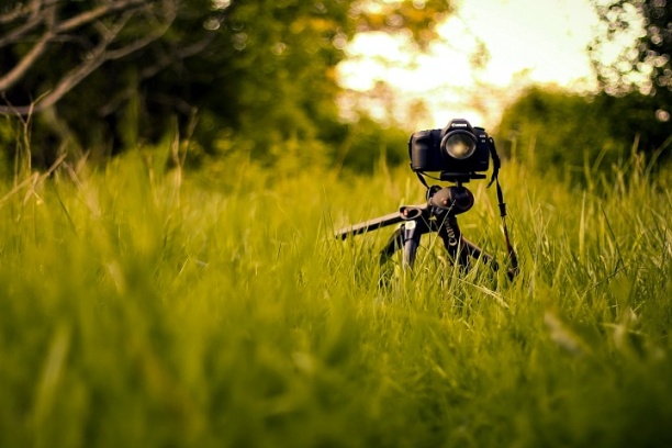 fotografia naturalistica