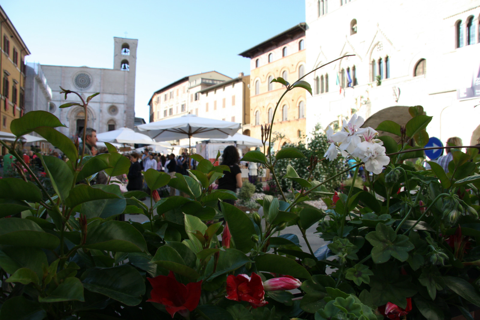 Todi Fiorita Piazza del Popolo