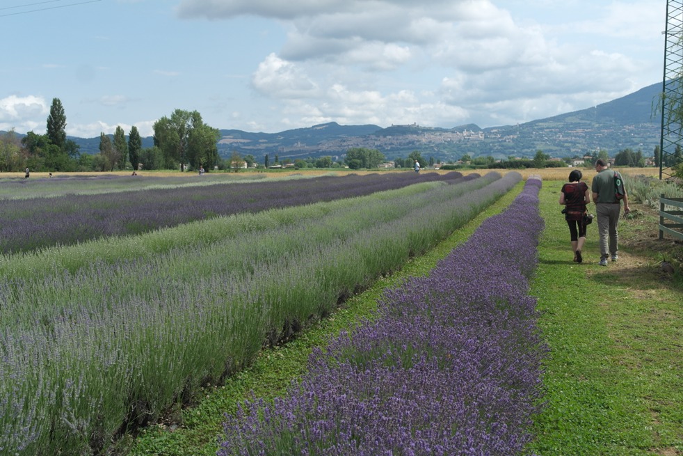 filari di lavanda nel campo de il lavandeto di assisi