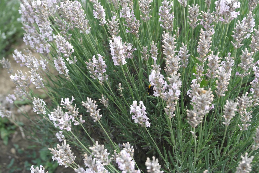 lavanda bianca