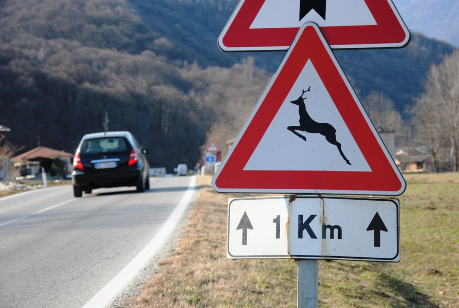 incidenti fauna
