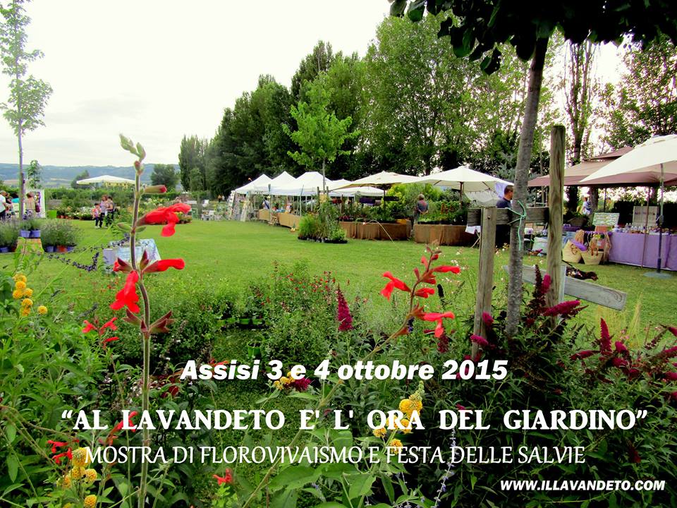 lavandeto2