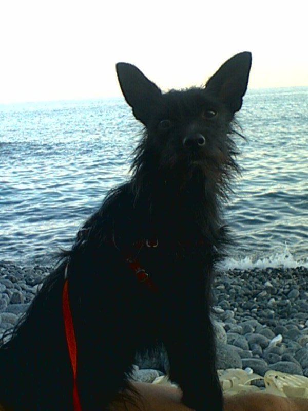 leo varazze 07 II