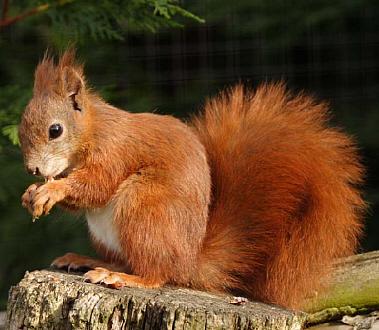 SCOIATTOLO ROSSO