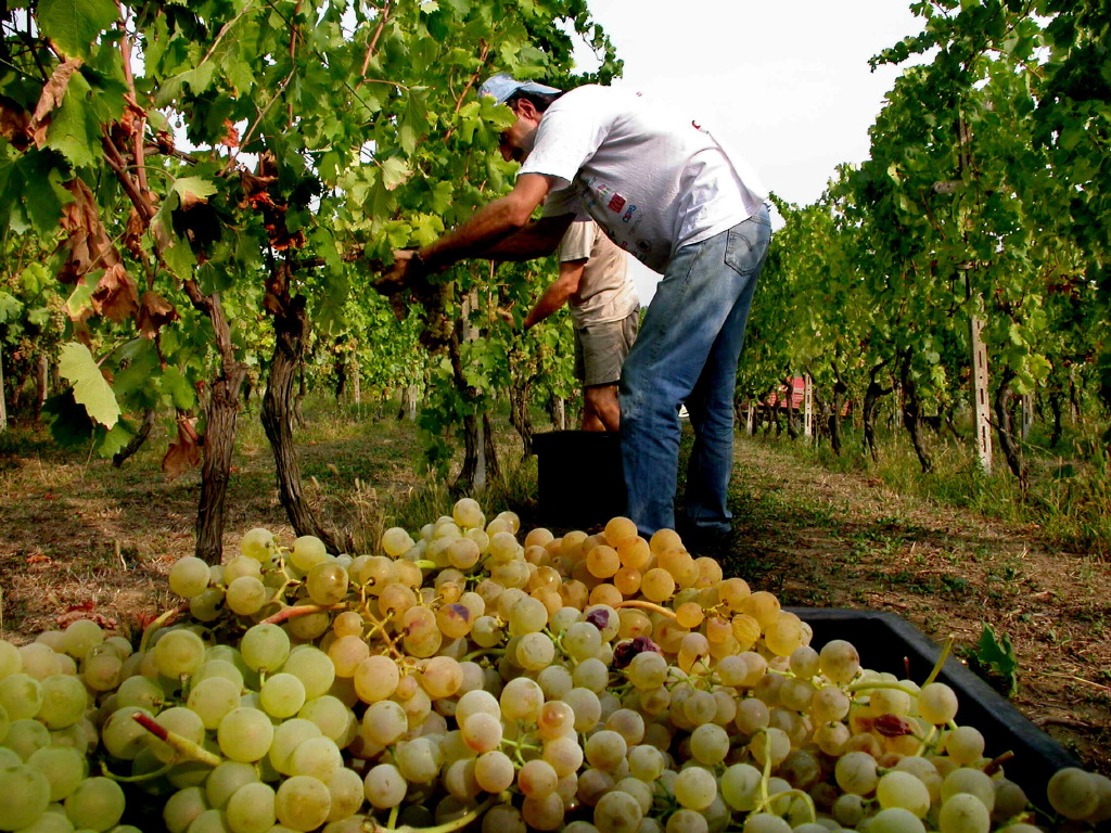 moscato vendemmia014