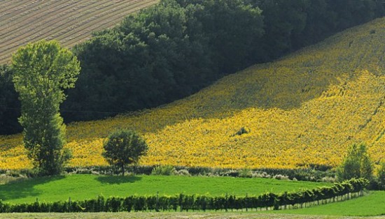 paesaggio di campagna 1