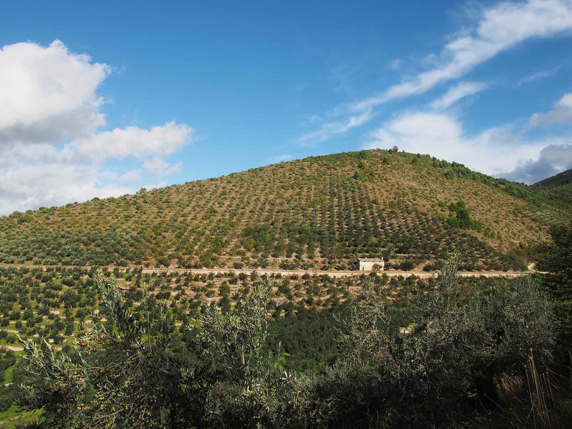 sentiero degli ulivi condotti