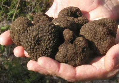 tartufo nero