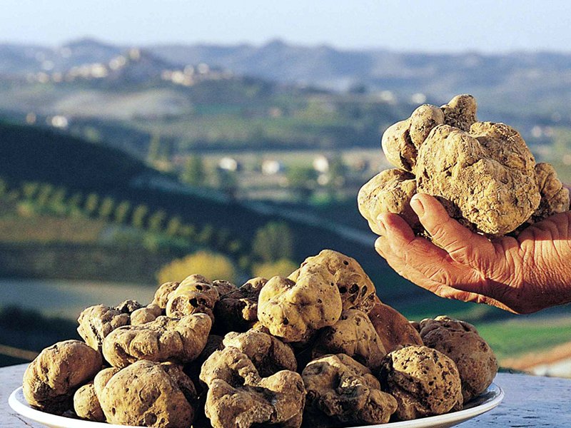 tartufo sagre