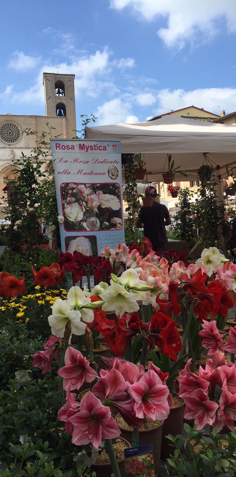 todi fiorita 3