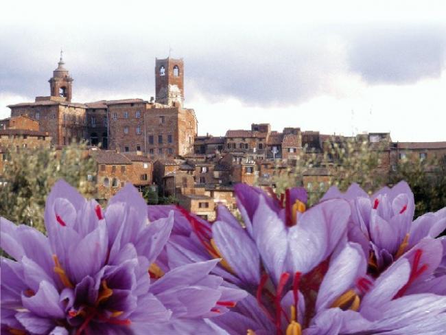 zafferano pieve